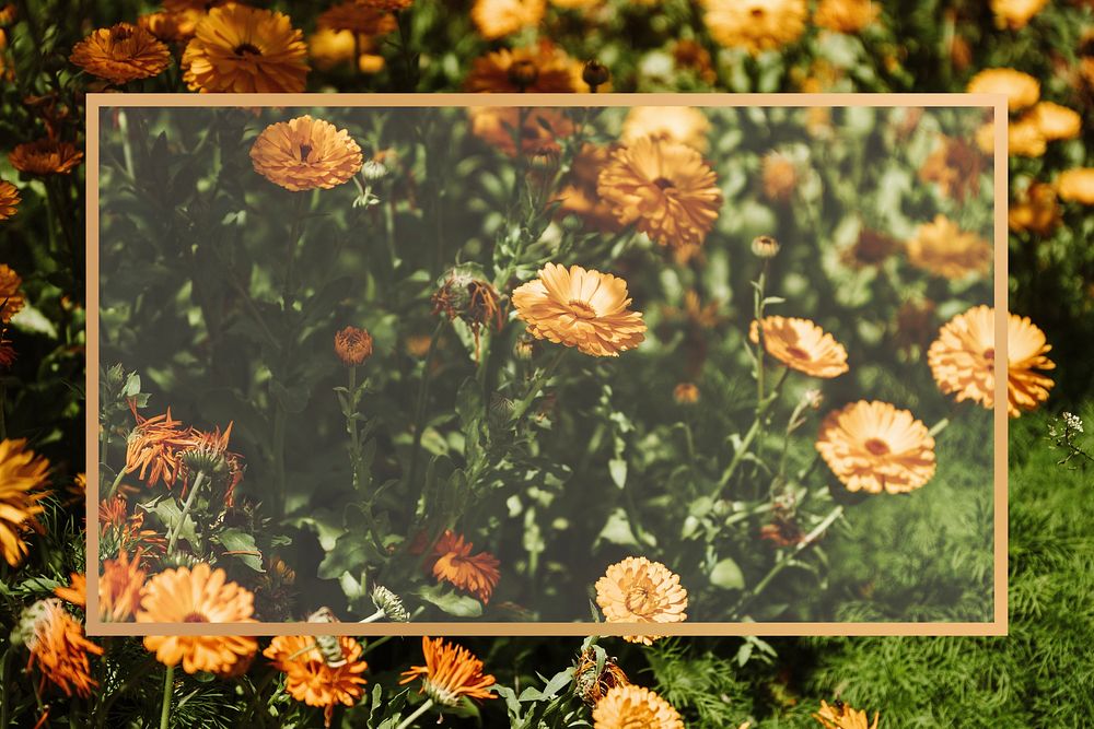Yellow Chrysanthemum flower patterned frame design element