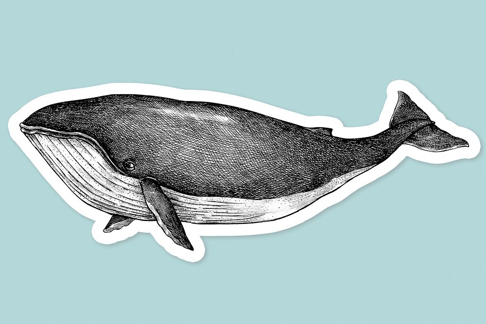 Hand drawn whale sticker overlay design element 
