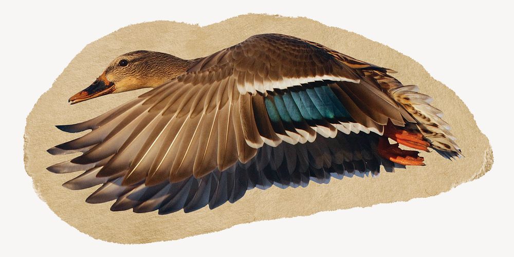 Mallard duck collage element, torn paper design 
