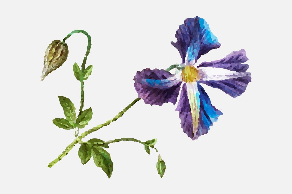 Vintage purple clematis flower vector hand drawn illustration
