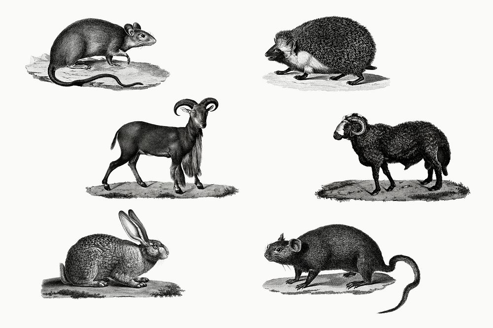 Vintage animal illustrations in black and white set