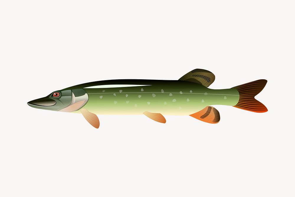 Muskellunge fish clipart illustration psd. Free public domain CC0 image.