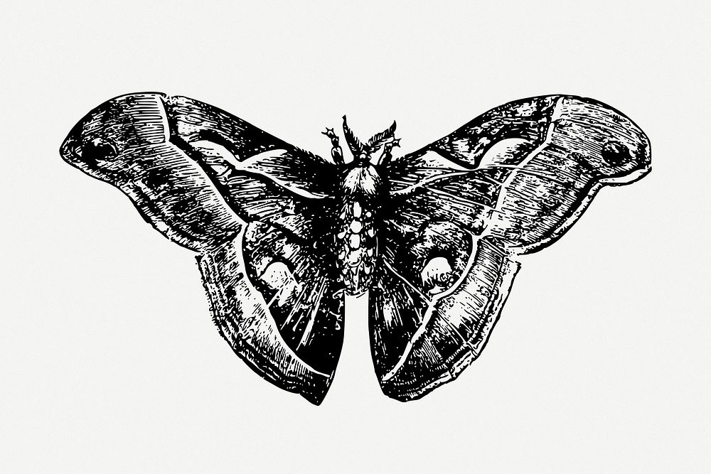 Moth collage element psd. Free public domain CC0 image.