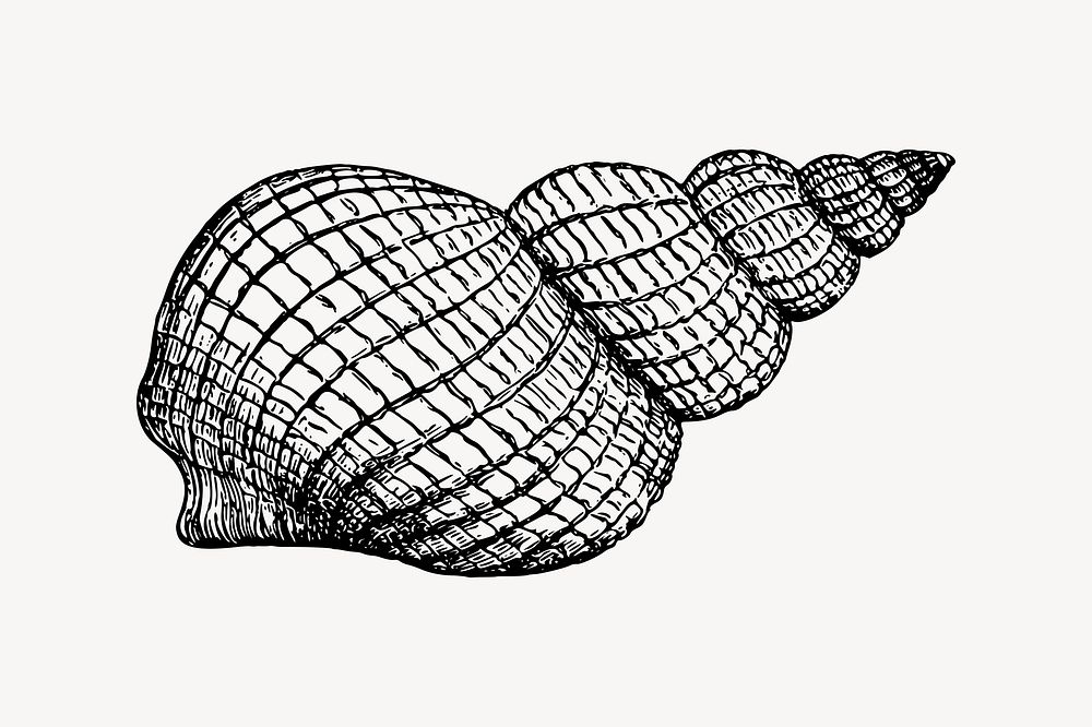 Shell clipart vector. Free public domain CC0 image.