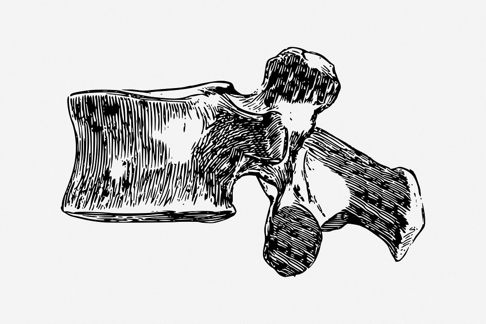 Lumbar spine clipart, illustration. Free public domain CC0 image.