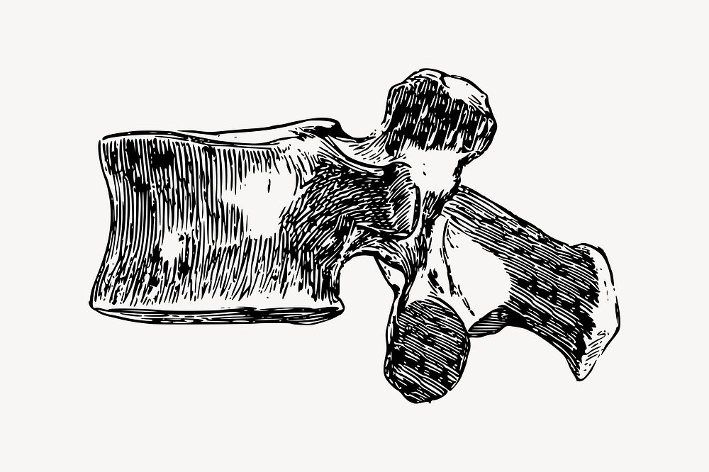 Lumbar spine clipart, illustration vector. Free public domain CC0 image.