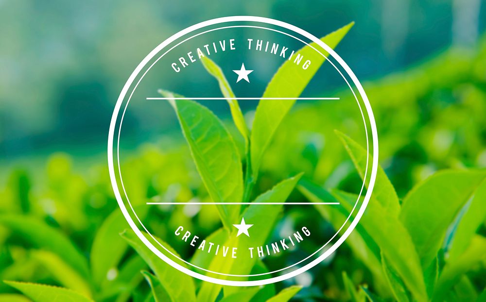 Green Tea Herb Leaf Cultivation Bush Agriculture Concept