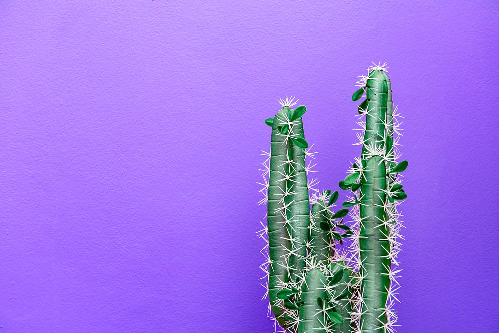 Purple cactus background, Summer aesthetic design