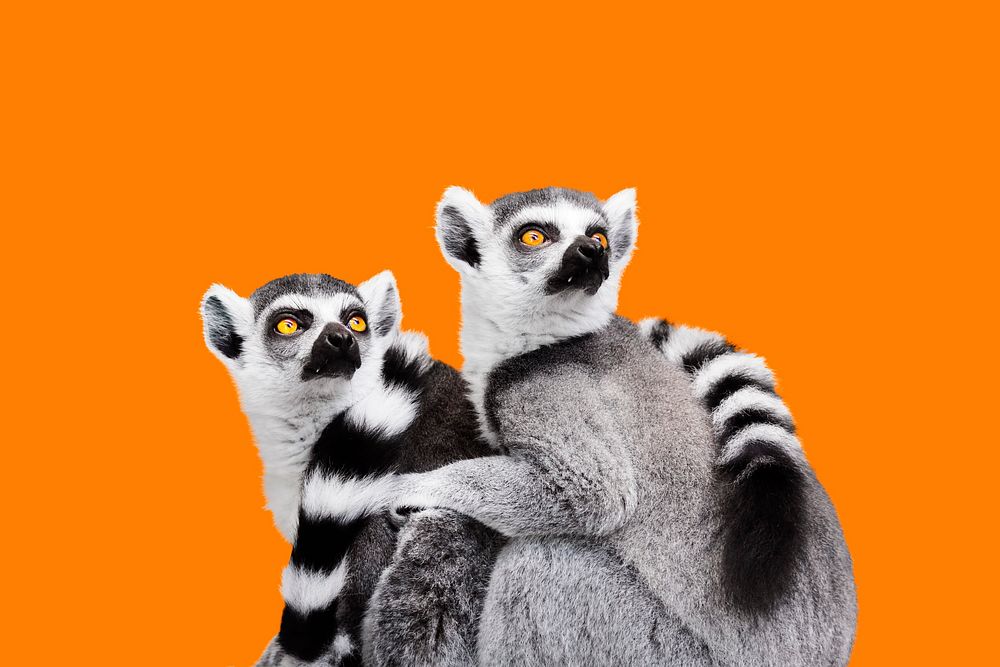 Lemur sticker, animal design psd