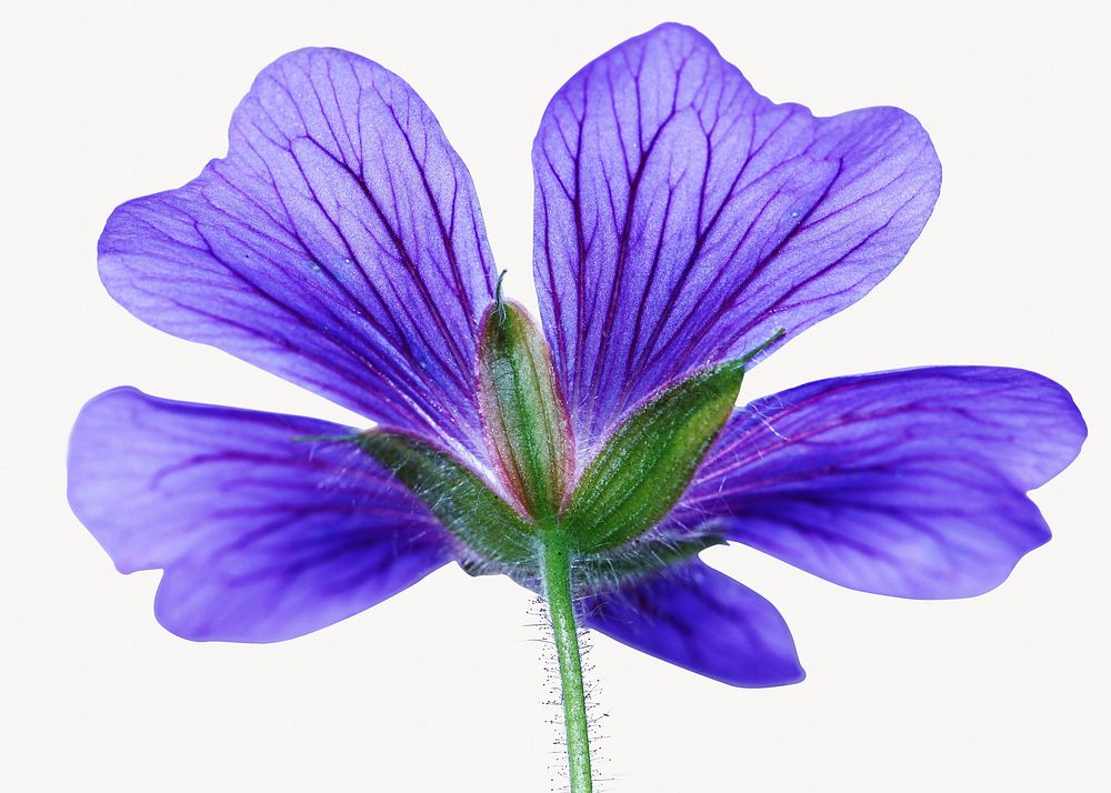 Purple Cranesbill flower, close up design 