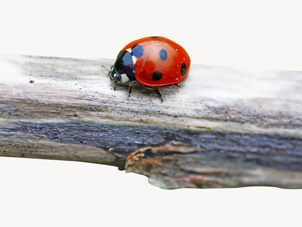 Red Ladybug on wooden branch