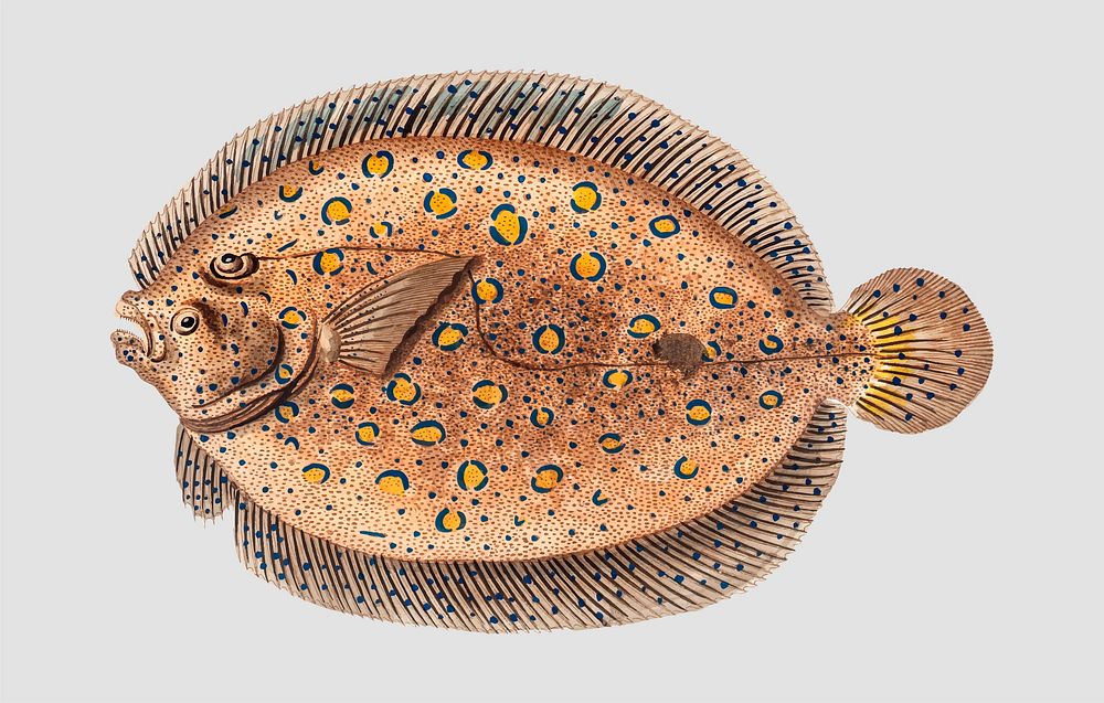 Vintage Argus-Flounder fish vector