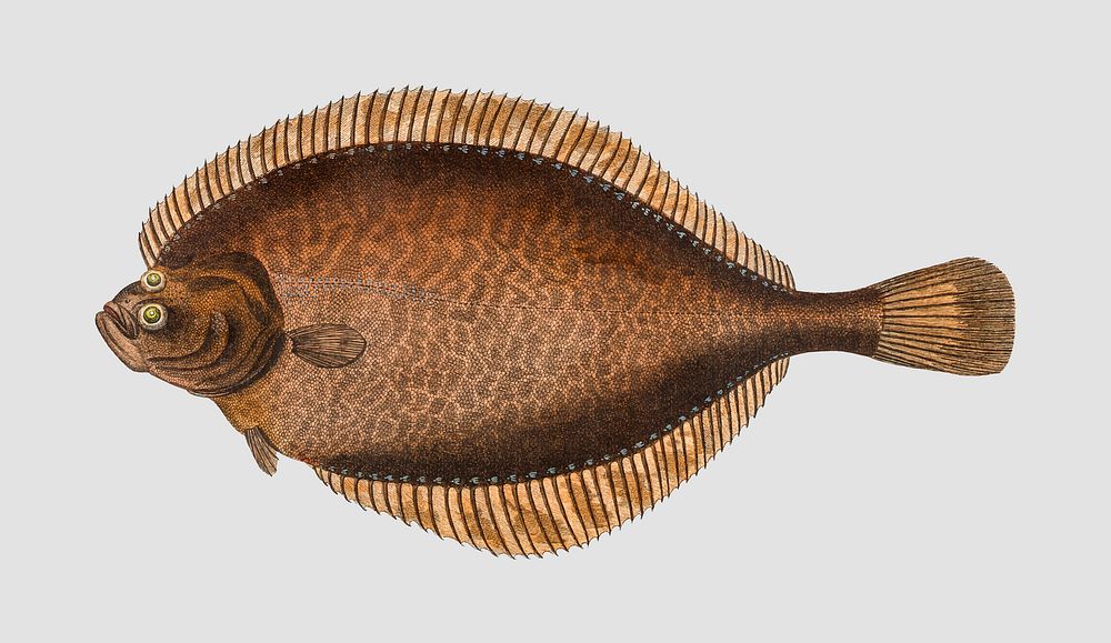 Vintage Left-Flounder fish vector