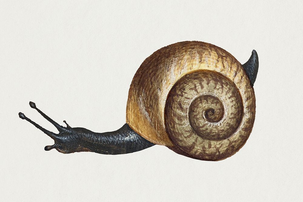 Hand drawn snail shelled gastropod