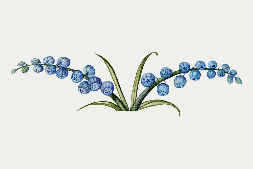 Grape hyacinth flower vector hand drawn