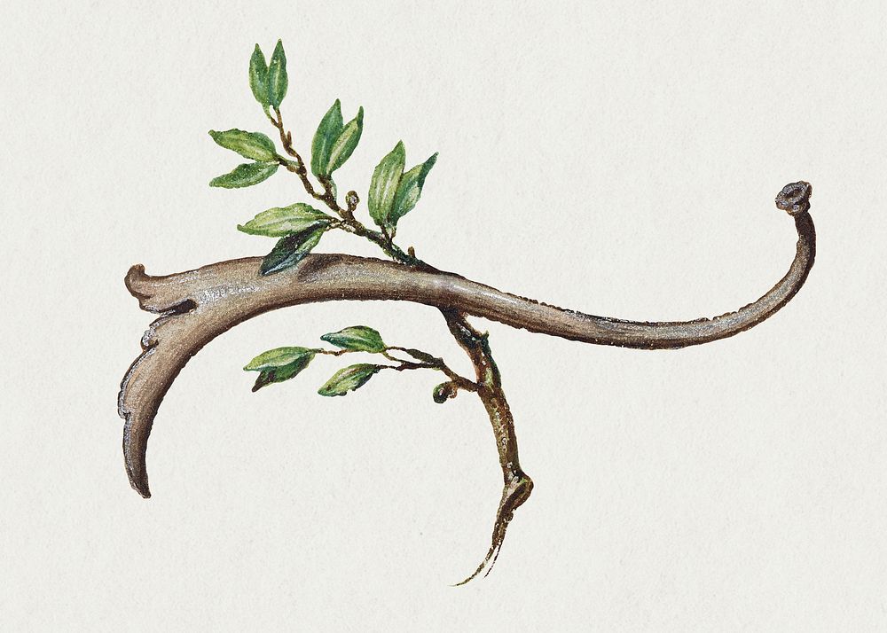 Botanical twig with green leaves