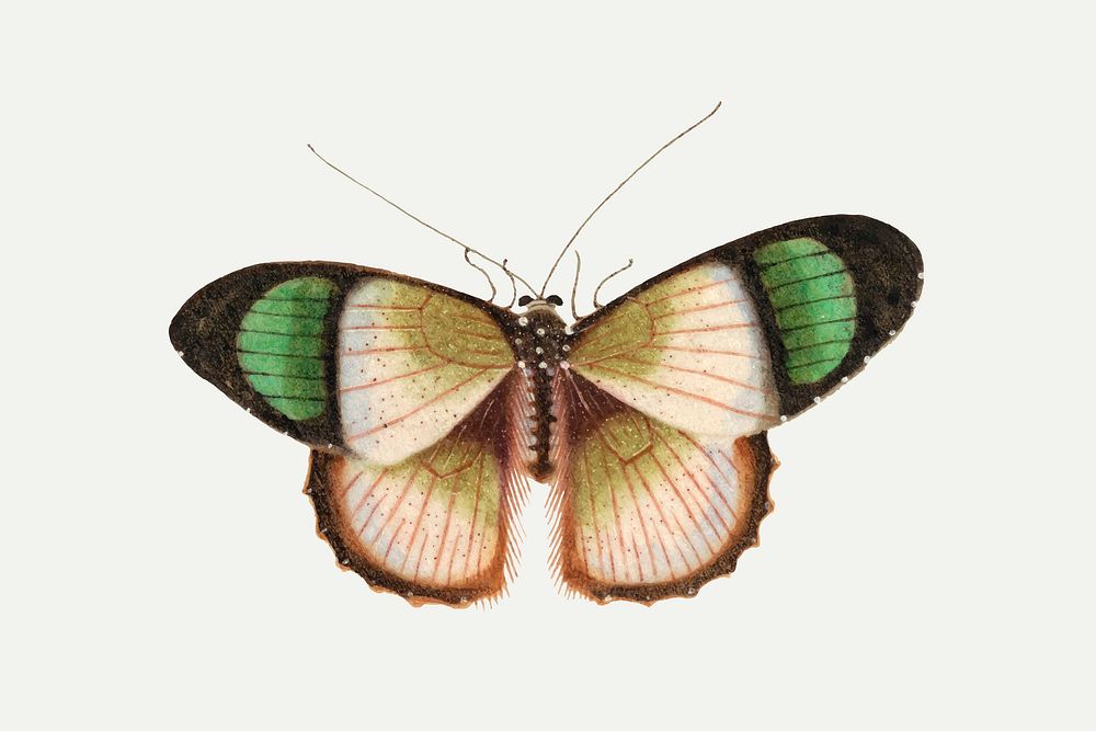 Single green butterfly insect vector vintage illustration