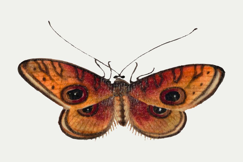 Moth with eyespots vector vintage drawing