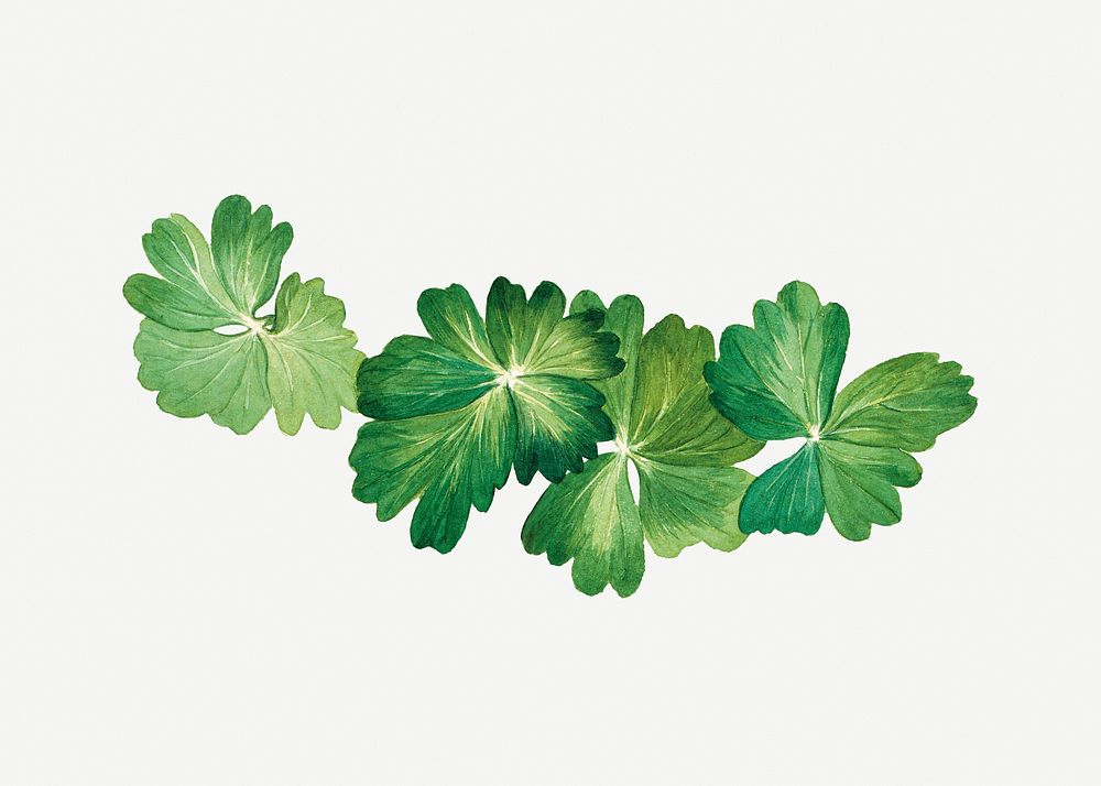 Lemon columbine leaves botanical illustration watercolor, remixed from the artworks by Mary Vaux Walcott