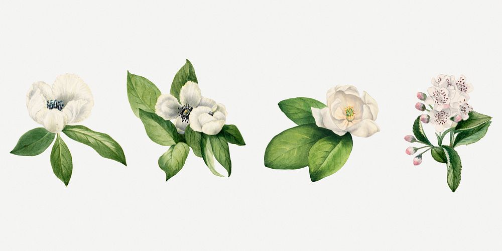 White flower psd set botanical illustration, remixed from the artworks by Mary Vaux Walcott
