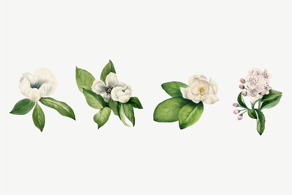 White flower vector set botanical illustration, remixed from the artworks by Mary Vaux Walcott