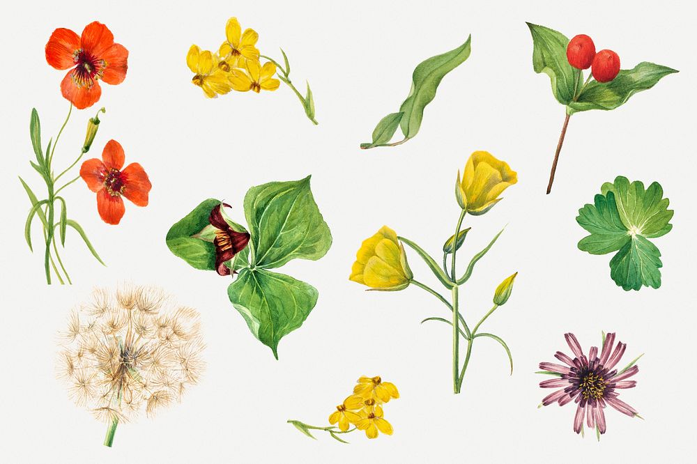 Blooming wild flowers illustration set, remixed from the artworks by Mary Vaux Walcott