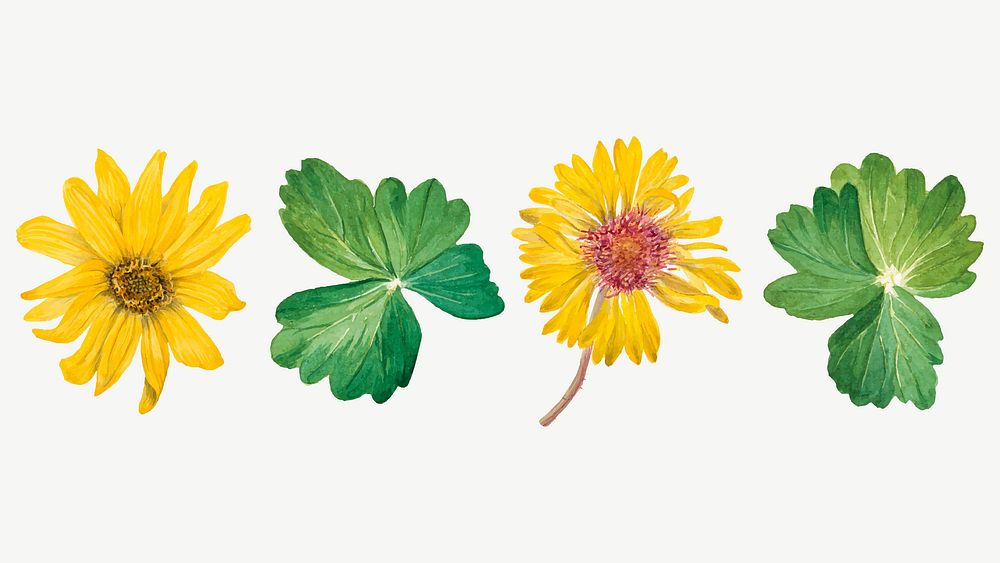Yellow flowers vector botanical illustration set, remixed from the artworks by Mary Vaux Walcott