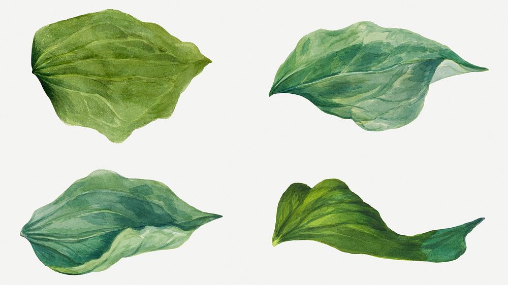 Green leaves illustration hand drawn set, remixed from the artworks by Mary Vaux Walcott