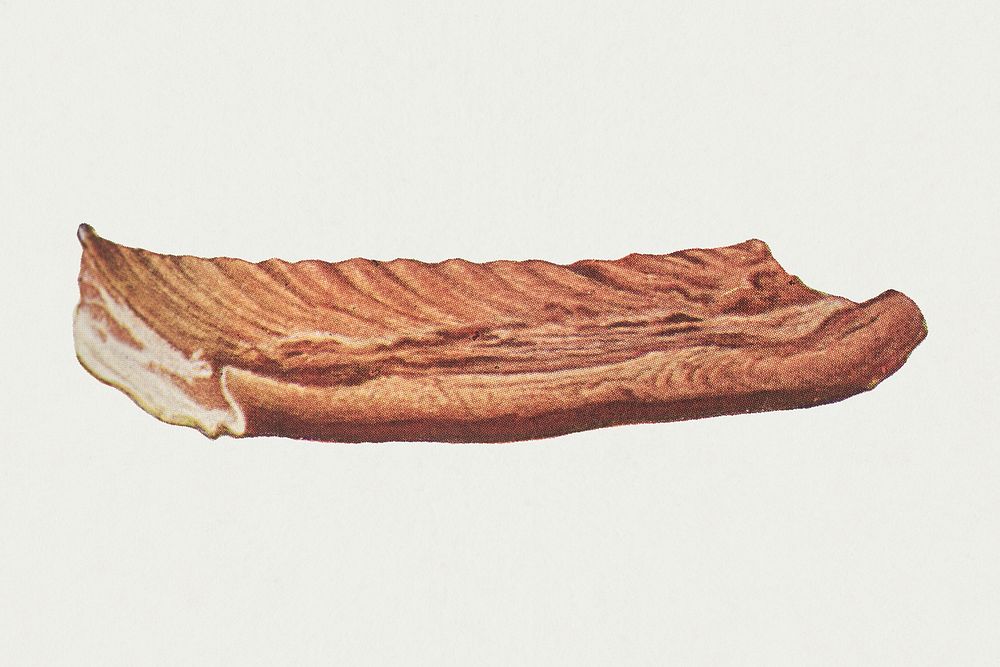 Vintage piece of streaky bacon design element
