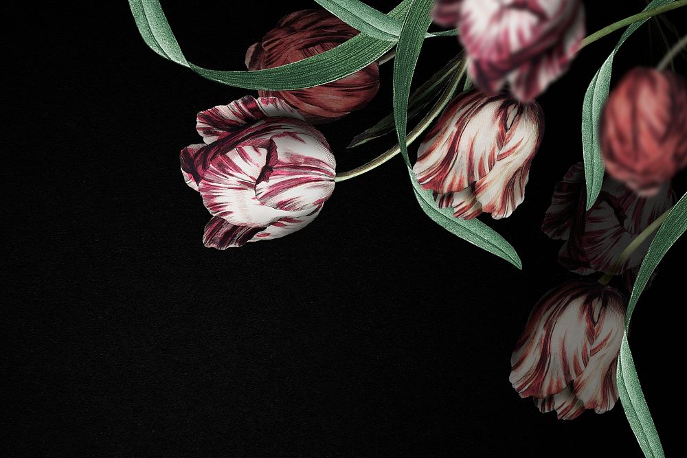 Tulip border on black background