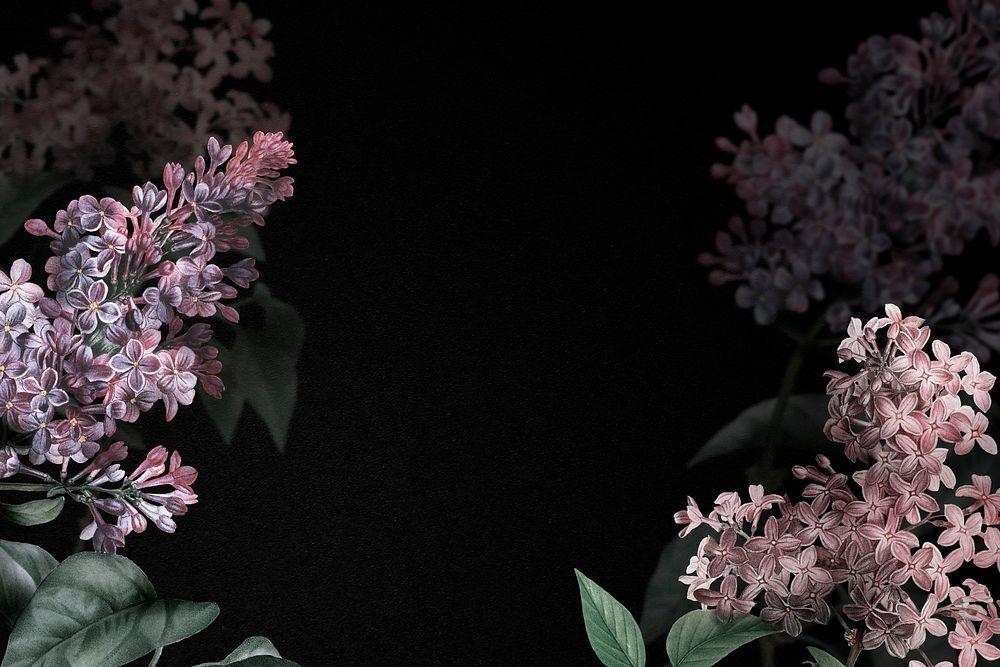 Lilac border on black background