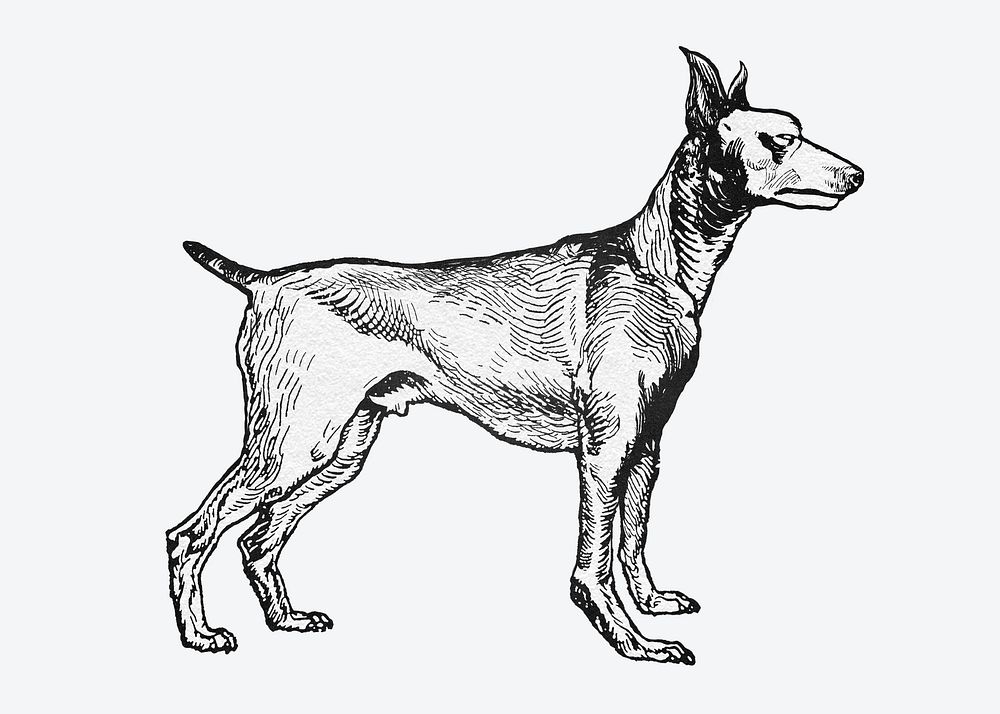 Cute greyhound dog graphic vintage illustration