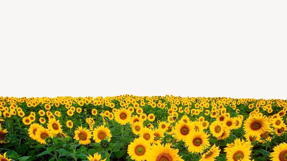 Sunflower field border background, aesthetic design psd