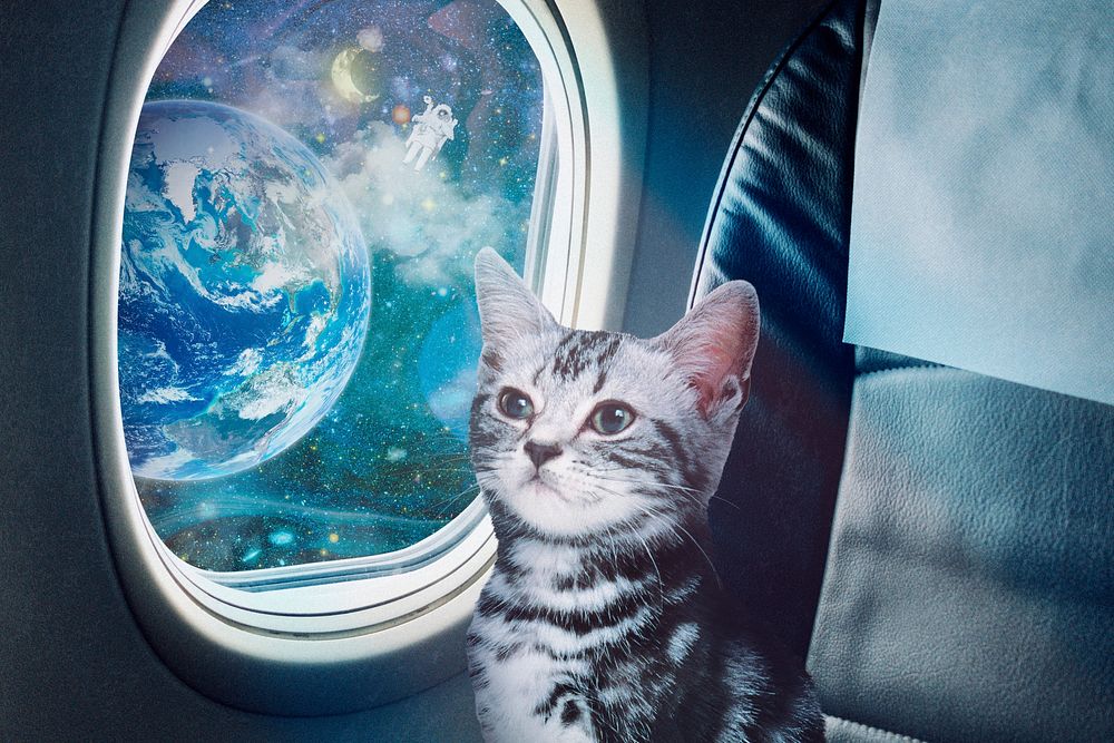 Cat on plane background, surreal collage art, remixed media psd 