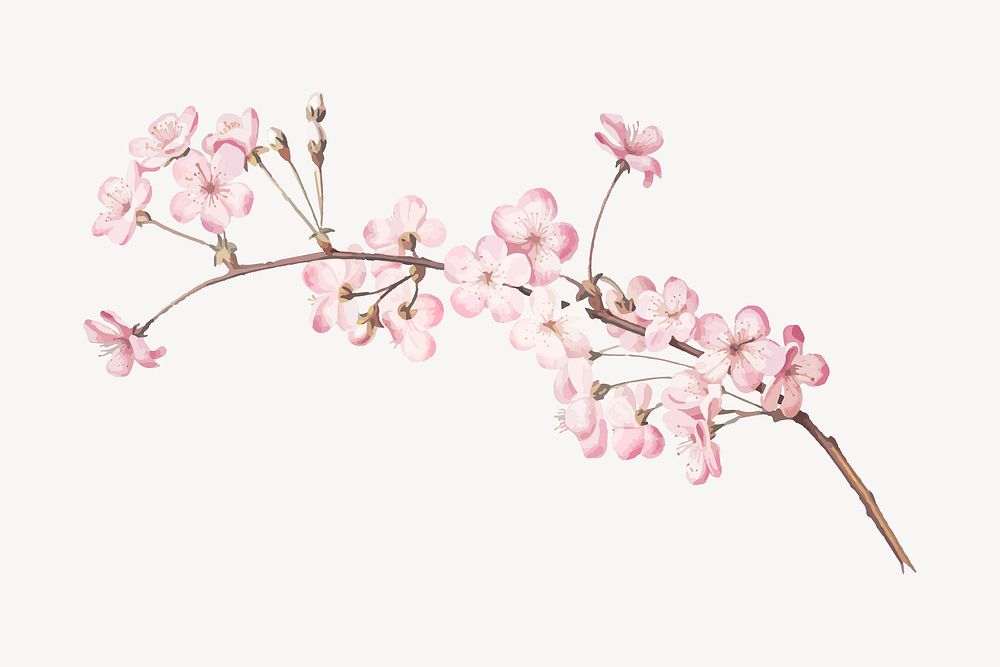 Watercolor cherry blossom collage element vector