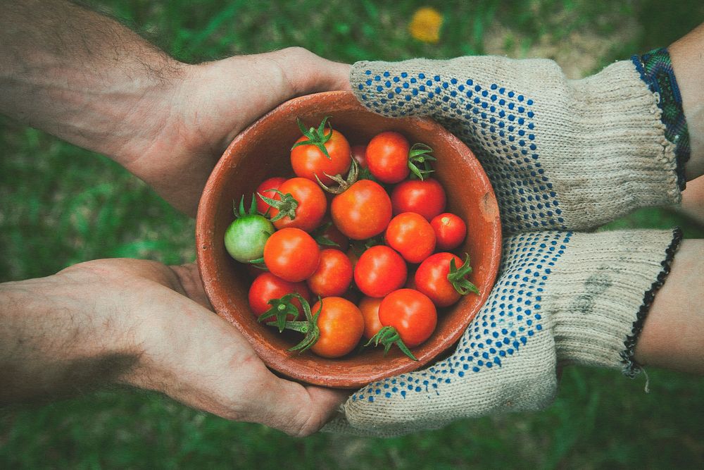 Farm to table, organic vegetable