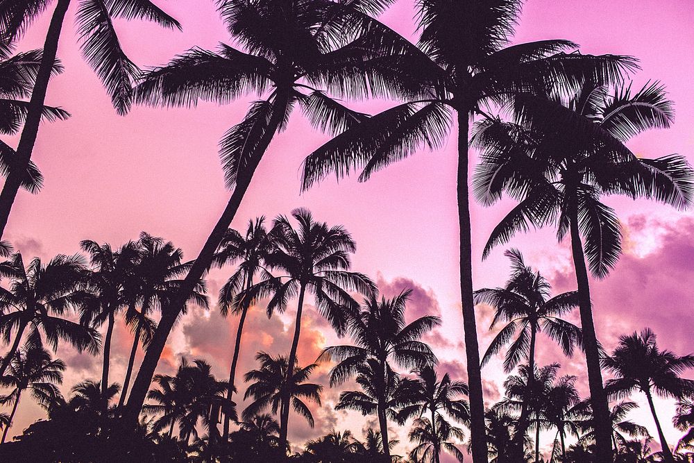 Pink tropical sky background, palm trees 