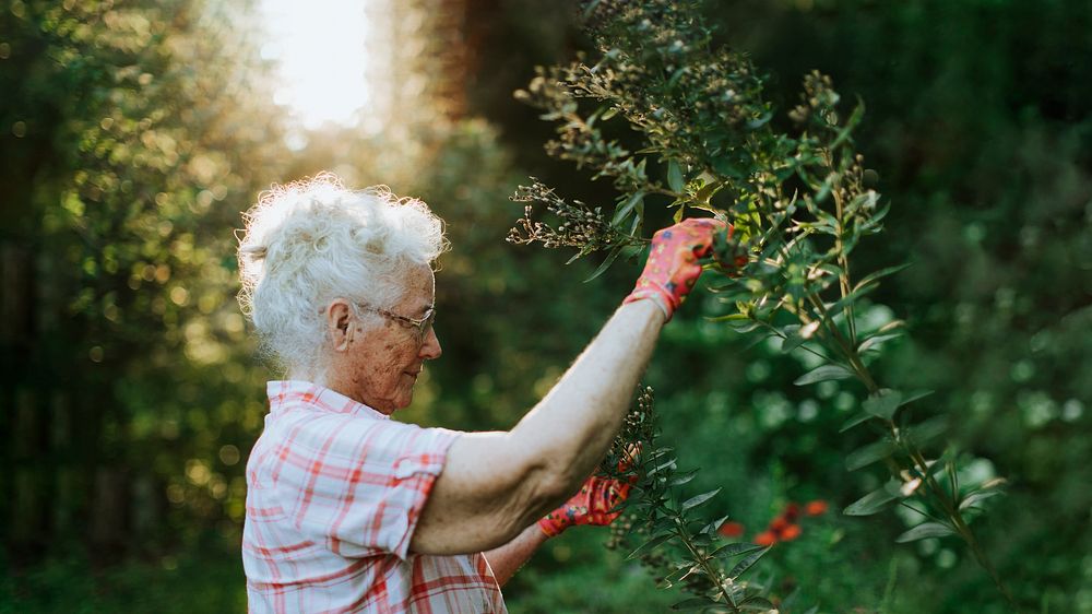 Senior woman tending to flowers in garden photo
