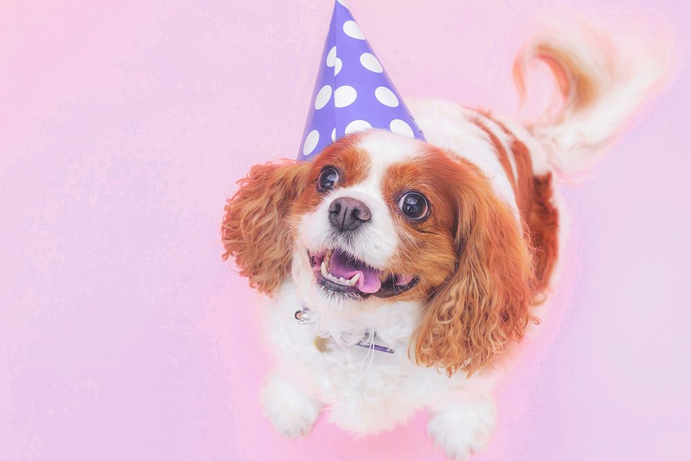 Cute birthday dog background, pink aesthetic