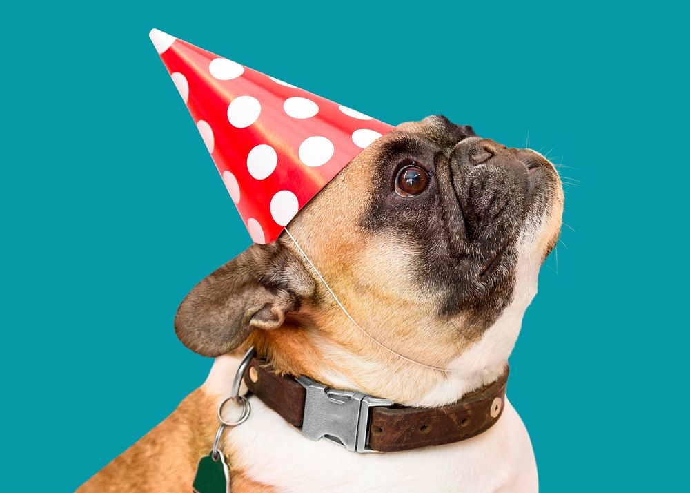 Cute pug dog with party hat 