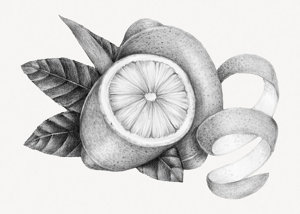 Lemon fruit sketch, isolated food image psd