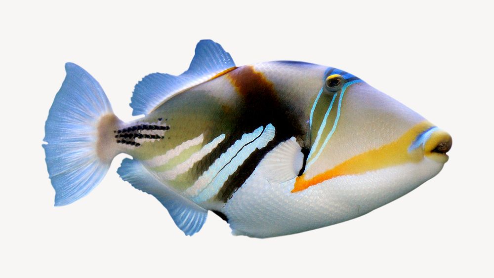 Triggerfish, sea life, isolated animal image psd