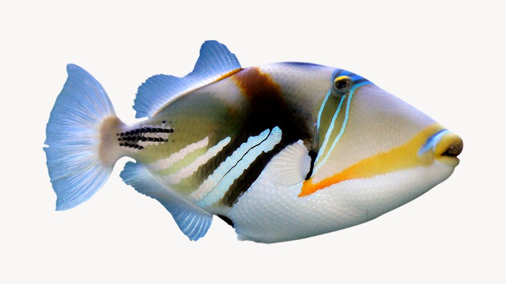 Triggerfish, sea life, isolated animal image