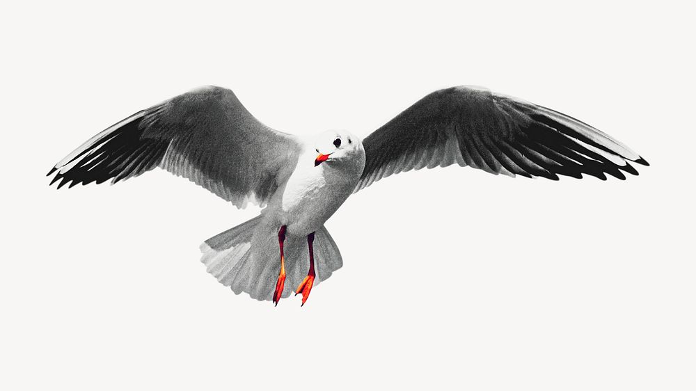 Flying seagull collage element, animal design psd