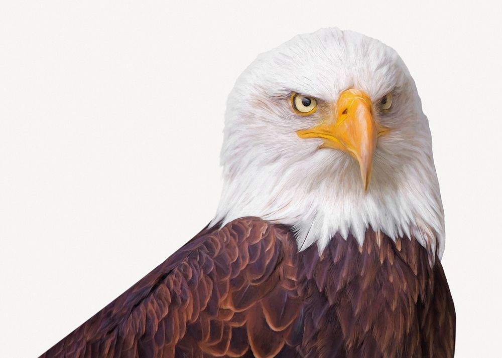 Bald eagle collage element, animal design psd