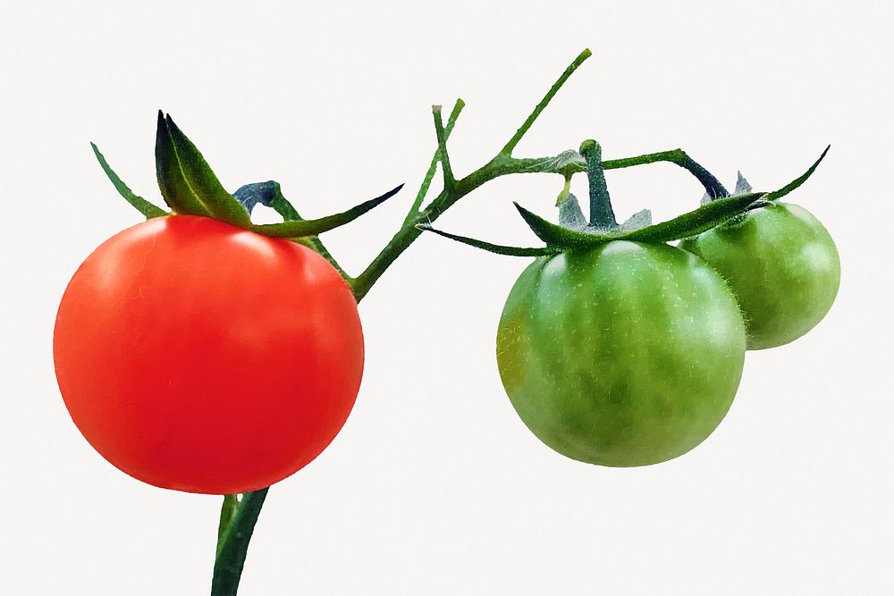 Tomatoes vegetable, isolated food image psd