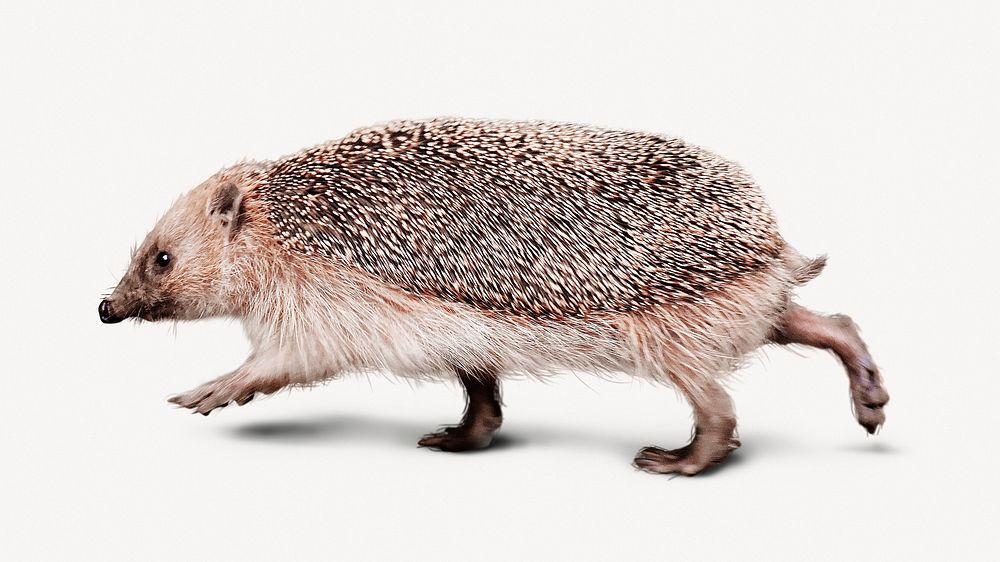 Cute hedgehog collage element, animal design psd