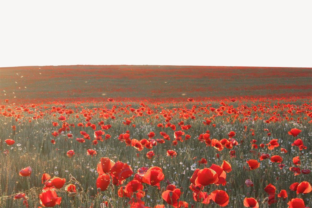 Poppy field border collage element, beautiful scenery psd