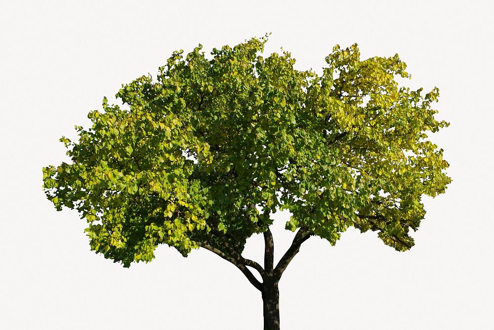 Maidenhair tree, isolated botanical image psd