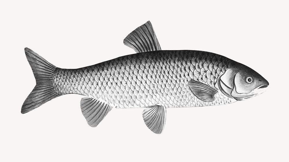 Carp fish realistic illustration, black & white collage element psd